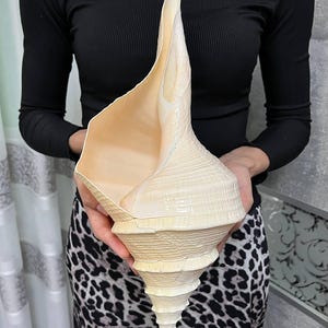 May include: A large, cream-colored conch shell with a spiraled, tapered base and a wide, smooth opening. The exterior surface of the shell features a textured, ridged pattern that follows the natural spiral growth of the marine specimen.