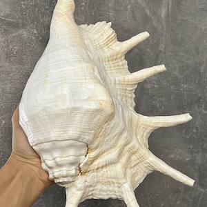 Op de afbeelding: Een grote, gebroken witte spinnenschelp met een hoge, puntige top en verschillende lange, gebogen, vingerachtige stekels die uit de buitenrand steken. Het oppervlak van de schelp vertoont een textuur met ribbels en subtiele lichtbruine accenten.