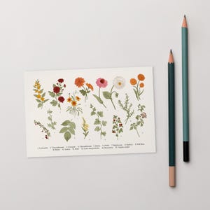 Cartolina botanica con fiori selvatici / Biglietto illustrato con nomi di fiori / Stampa naturalistica vintage / Cancelleria Cottagecore / Regalo per gli amanti delle piante