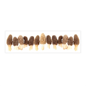 Sticker pour voiture Je freine pour les champignons Sticker champignons morilles cadeau champignon butinage cadeau chasse aux champignons Sticker chasse champignon