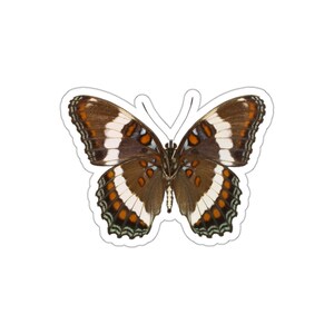 Butterfly Sticker Laptop or Water Bottle Sticker Support Native Pollinators Sticker Naturalist Sticker Butterfly lover gift for her