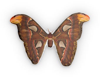 Motte Kissen individuell geformte Kissen | Insekt Dekor Naturforscher Geschenk Naturspaziergang