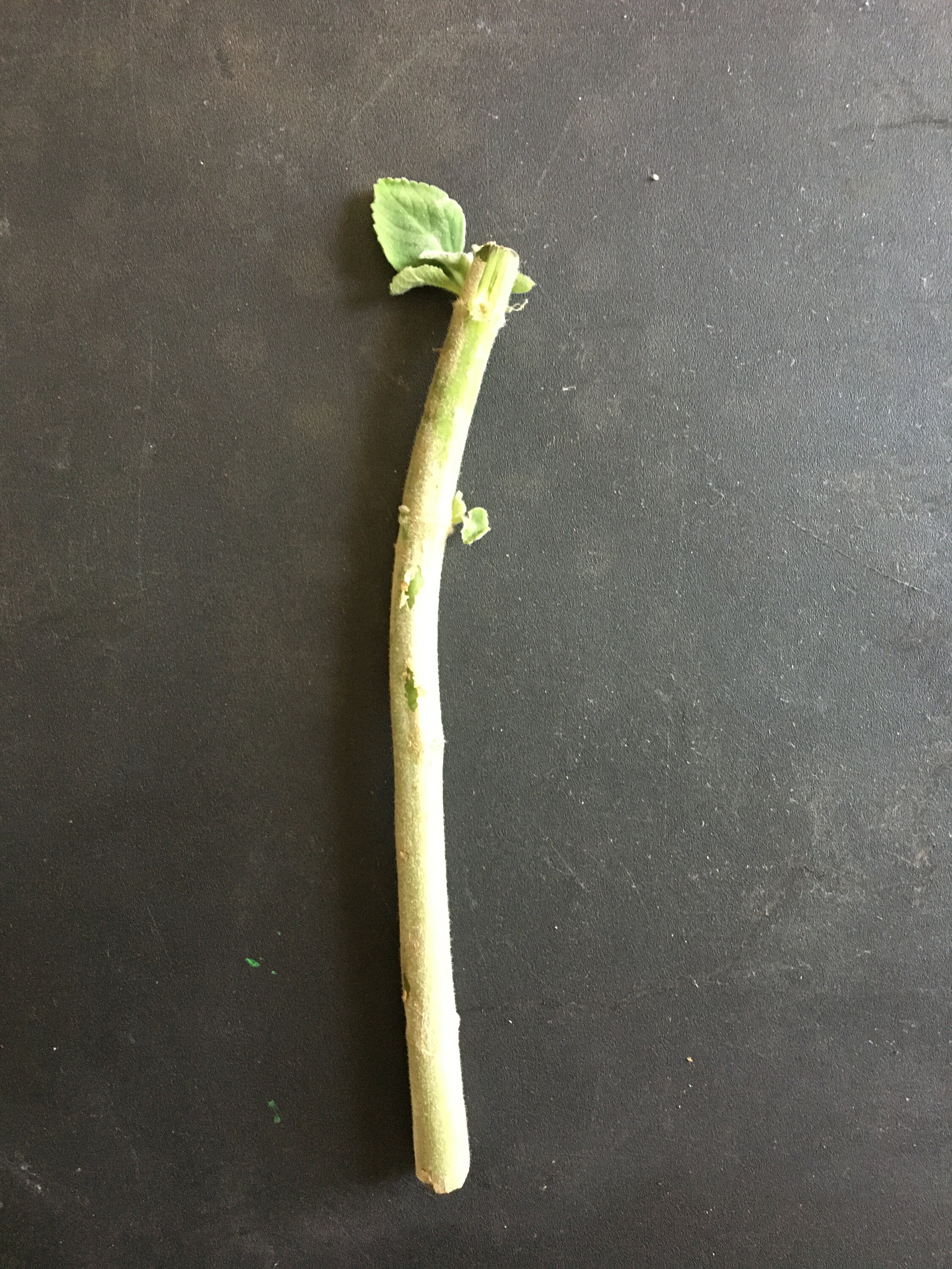 8 Blue Spur Flower toilet Paper Plant Cuttings Etsy