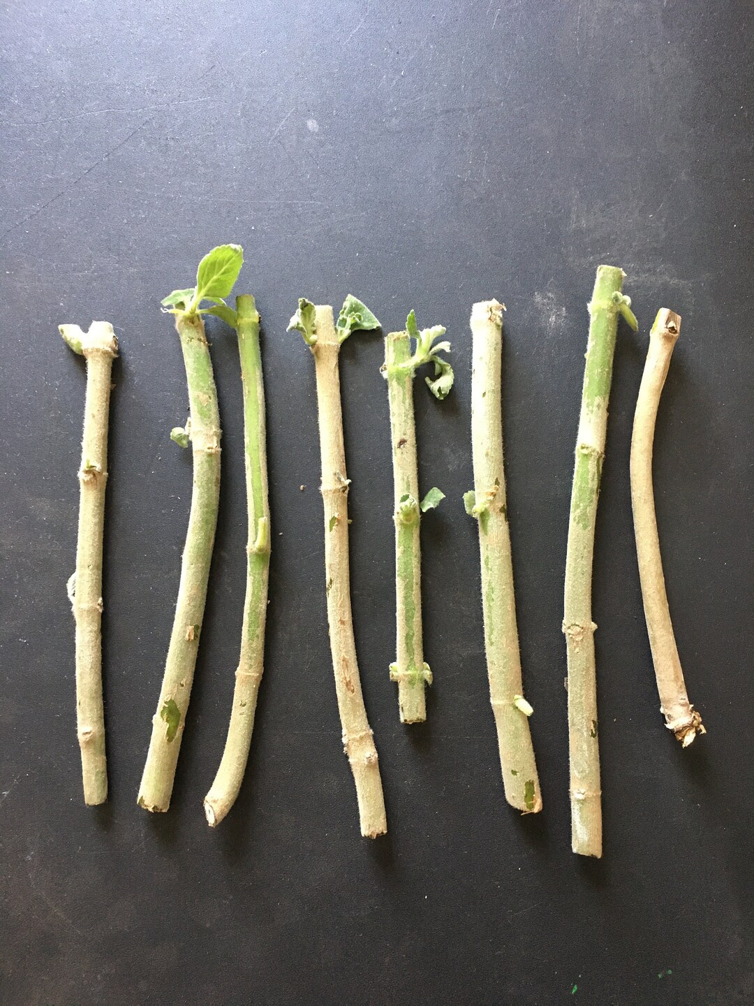 8 Blue Spur Flower toilet Paper Plant Cuttings Etsy