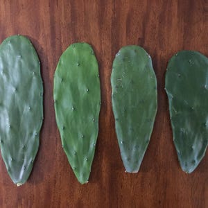 4 Spineless Nopal Cactus Cuttings – Opuntia cochenillifera – Edible Pads, Fodder, Drought-Tolerant, Easy to Grow