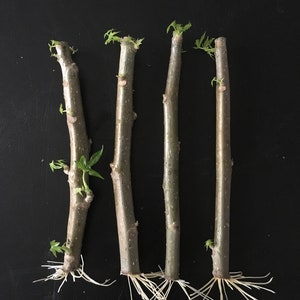 4 Chaya Cuttings4 Chaya Cuttings – Organic Tree Spinach for Planting – Fast-Growing, Edible Tropical Supergreen – Easy to Grow