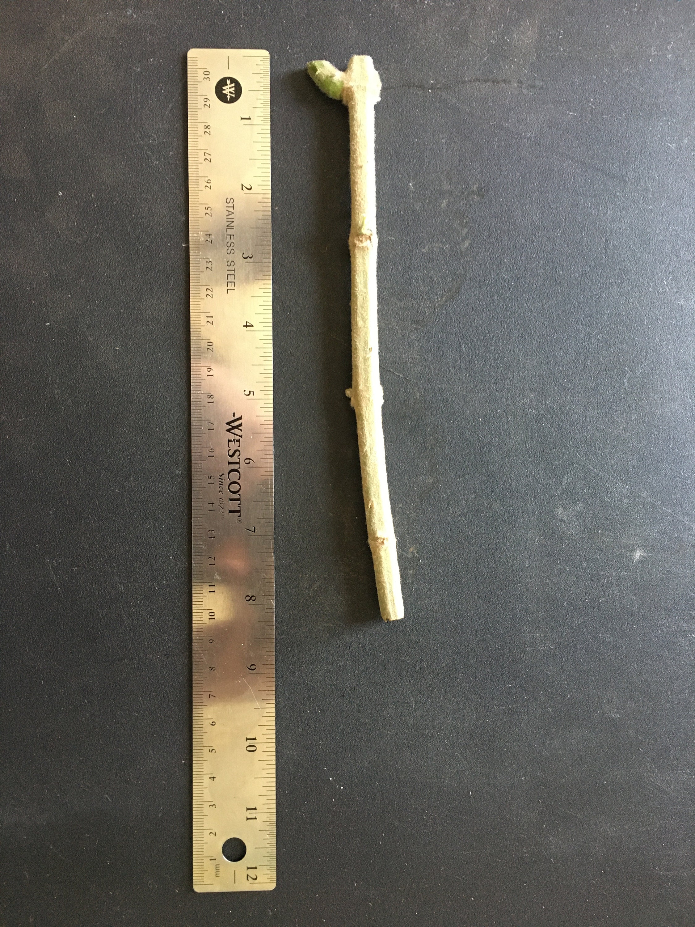 8 Blue Spur Flower toilet Paper Plant Cuttings Etsy