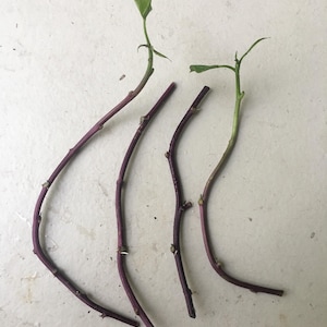 May include: Four cuttings with purple stems and small green leaves are arranged on a white surface. The stems have a curved shape, and the leaves are a vibrant green. The image is a close-up of the cuttings.