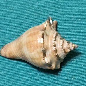 May include: A light brown seashell with gold accents. The shell has a pointed tip and a smooth, curved surface.