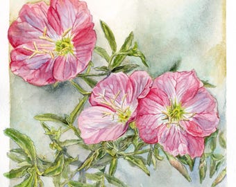 Pink Evening Primrose Watercolor Painting, February Birth Flower, Texas Wildflower, 6x6" Square