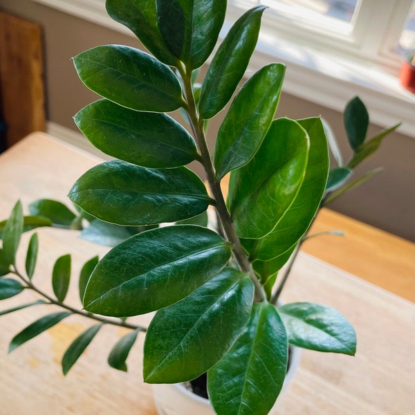 ZZ Plant Cutting - House Plant - Zamioculcas Zamiofolia