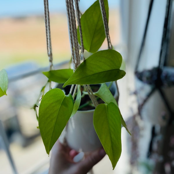 Néon Pothos - Pothos panaché - bouture - plante d'intérieur