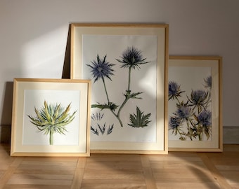 Acquerello originale su carta di cotone Pianta di Eryngium blu (agrifoglio marino) Pittura botanica Illustrazioni vintage Erbe retrò dall'Enciclopedia