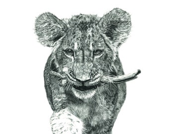 Lion cub wildlife art - graphite art print