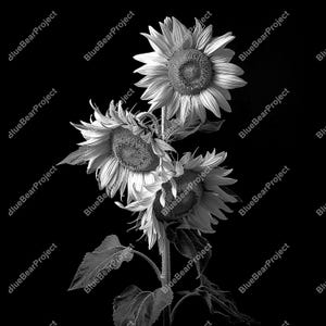 Sunflowers PNG, Laser Engrave, Burn PNG, Digital file ready for engraving on slate, 3D Illusion, xtool, glowforge, flowers bouquet art 3