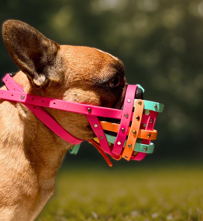 Short Snout Dog Muzzle for Bull Breeds | Comfortable Adjustable Fit | Waterproof Custom Handmade Muzzle