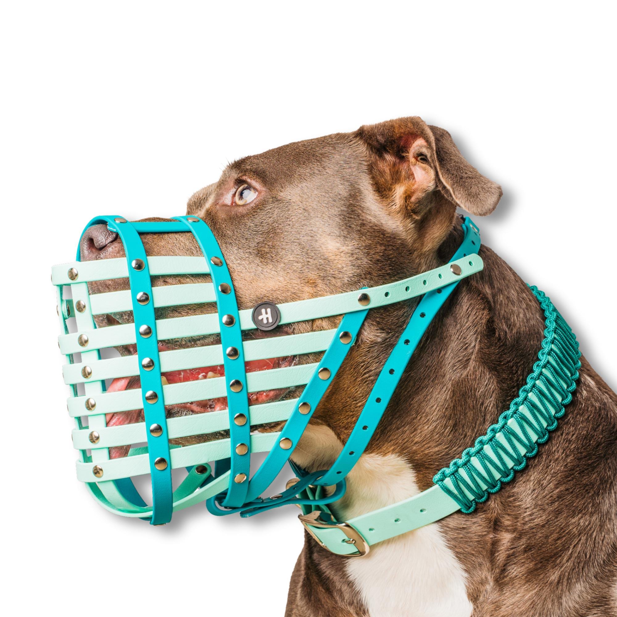 Autogordel voor de hond kopen? I De beste opties van 2024 - Hond in