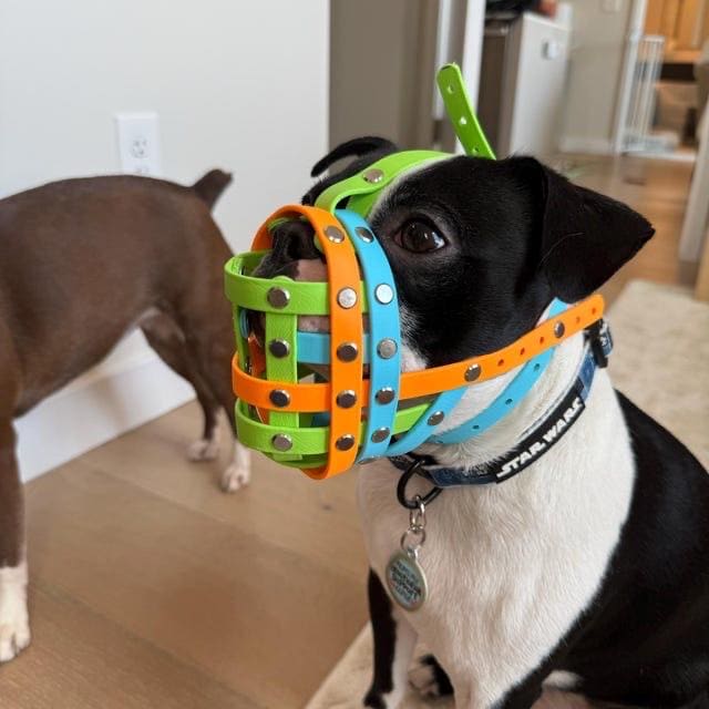 GrandFinale Museruola Per Cani Con Muso Appiattito, Per Bulldog Inglese - Foto 7