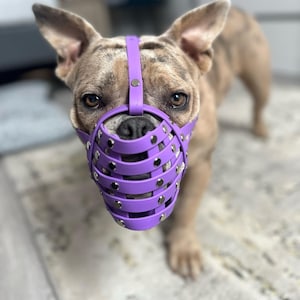 Flat Face Dog Muzzle Etsy