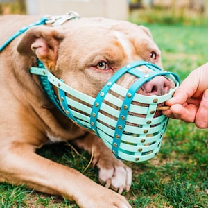 May include: A tan dog wearing a light blue and mint green muzzle with brass rivets. The dog is lying on green grass. A hand is offering a treat to the dog.