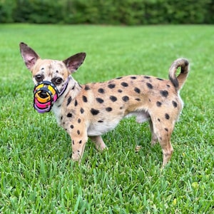 May include: A small dog with tan fur and black spots stands on green grass. The dog wears a colourful muzzle with pink, yellow, and purple accents. The dog's ears are dark brown, and its tail curls upwards.