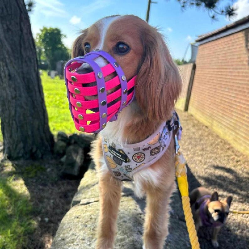 Anti-Scavenge Custom Dog Muzzle | Soft, Waterproof, Comfortable Fit | Handmade Biothane Muzzle for Safe Walks & Training