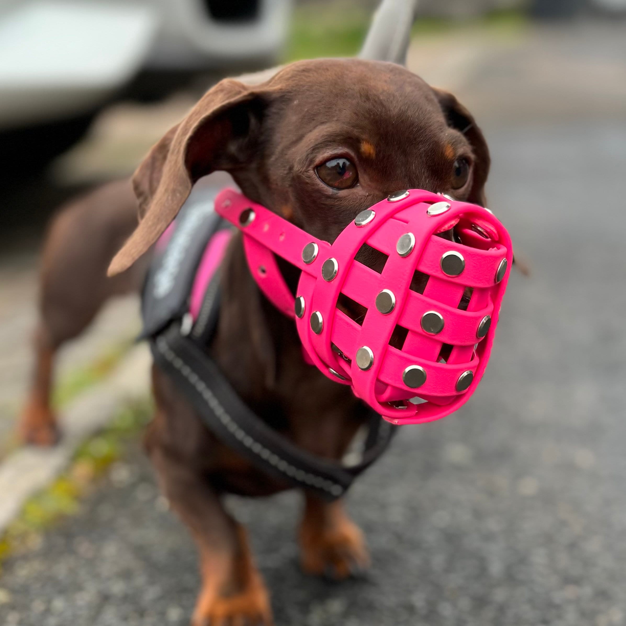 Custom Made to Measure Colourful Biothane Dog Muzzle Ultra Adjustable With Optional Forehead Strap Treat Hole all Breeds XL Bully Etsy