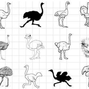 Ostrich Svg Bundle, Angry Ostrich SVG, Ostrich Silhouette, Running Ostrich Svg, Bird Images, Baby Zoo Animal, Ostrich PNG