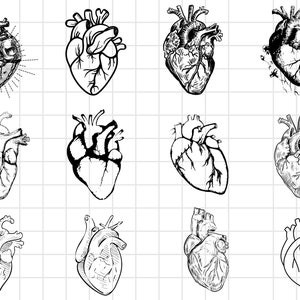 May include: Twelve black and white line drawings of anatomical hearts. Each heart is drawn in a different style, with varying levels of detail.