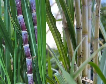 Sugarcane