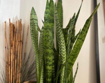 Sansevieria 'Snake Plant' Starter 4" Pot
