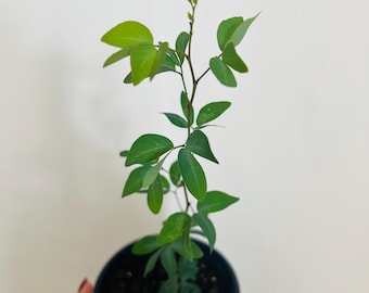 Guamúchil (Pithecellobium Dulce) Seedling 1 Pt.