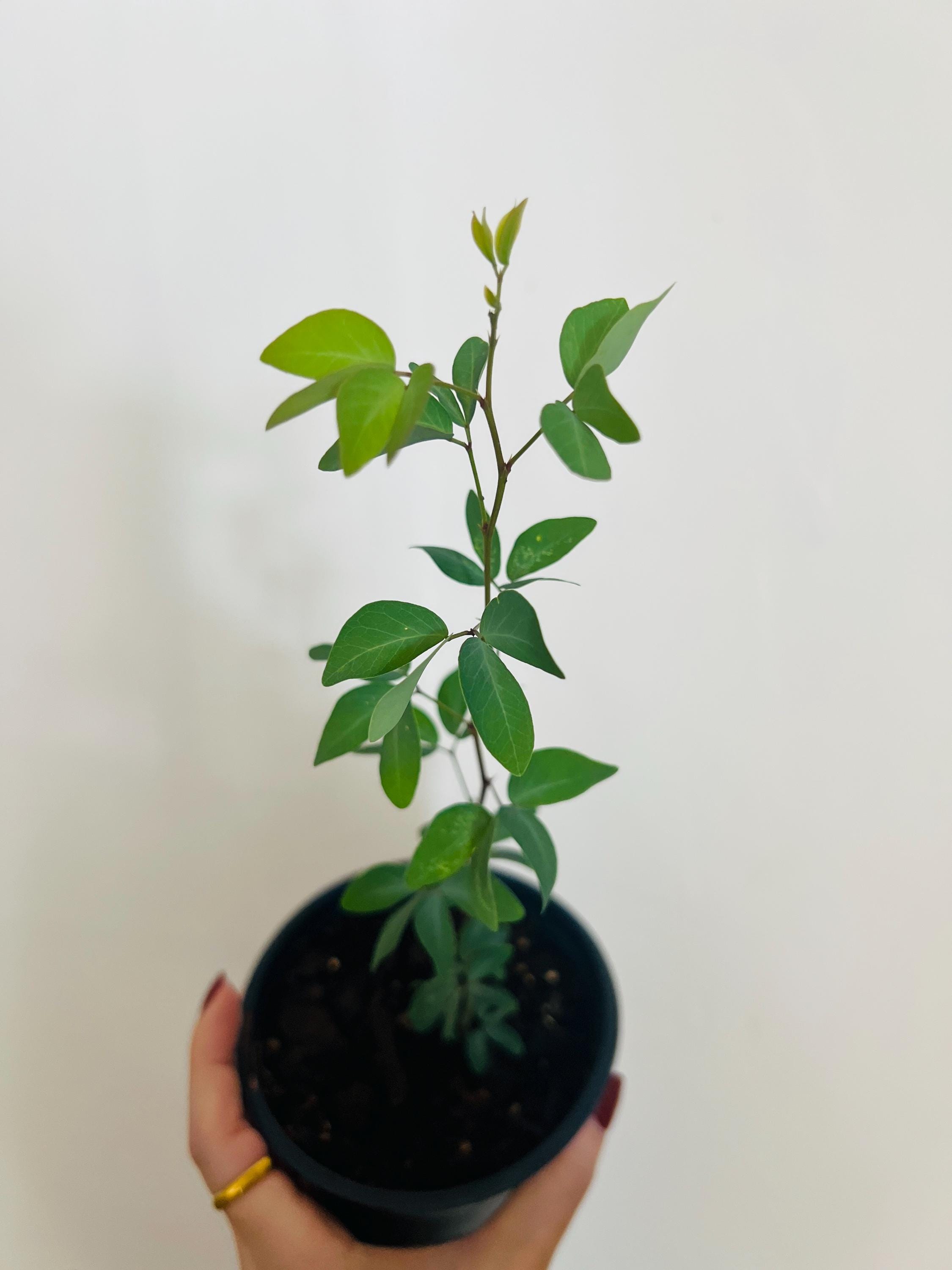 Guamúchil (Pithecellobium Dulce) Seedling 1 Pt.