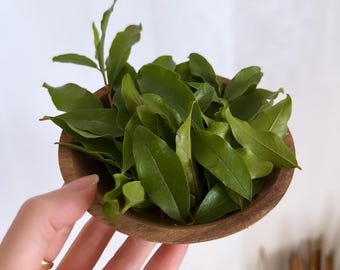Fresh Pomegranate Leaves