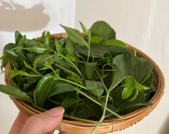 Fresh Jujube Leaves