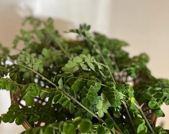 Fresh Moringa Oleifera Leaves