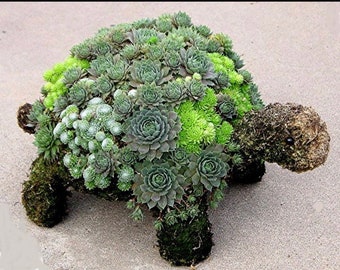 Whimsical Succulent Turtle Topiary DIY Kit! *NEW* (FREE Shipping)