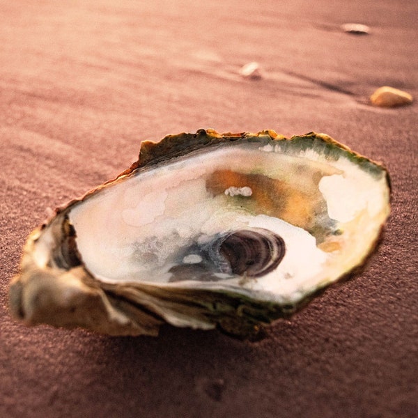 Vide-poches en coquille d'huître naturelle époxy avec revêtement époxy