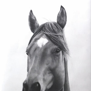 Pferd Graphitzeichnung - Realismus Fine Art Print