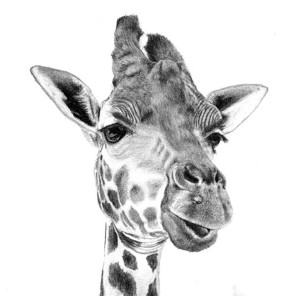 Giraffe Graphite Drawing - Realism Fine Art Print