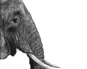 Elephant Charcoal Drawing - Realism Fine Art Print