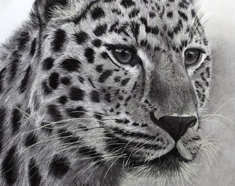 Leopard Charcoal Drawing - Realism Fine Art Print