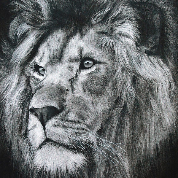 Dessin Lion au fusain - Impression d'art réalisme