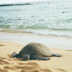 Poipu Beach, Kauai Hawaii