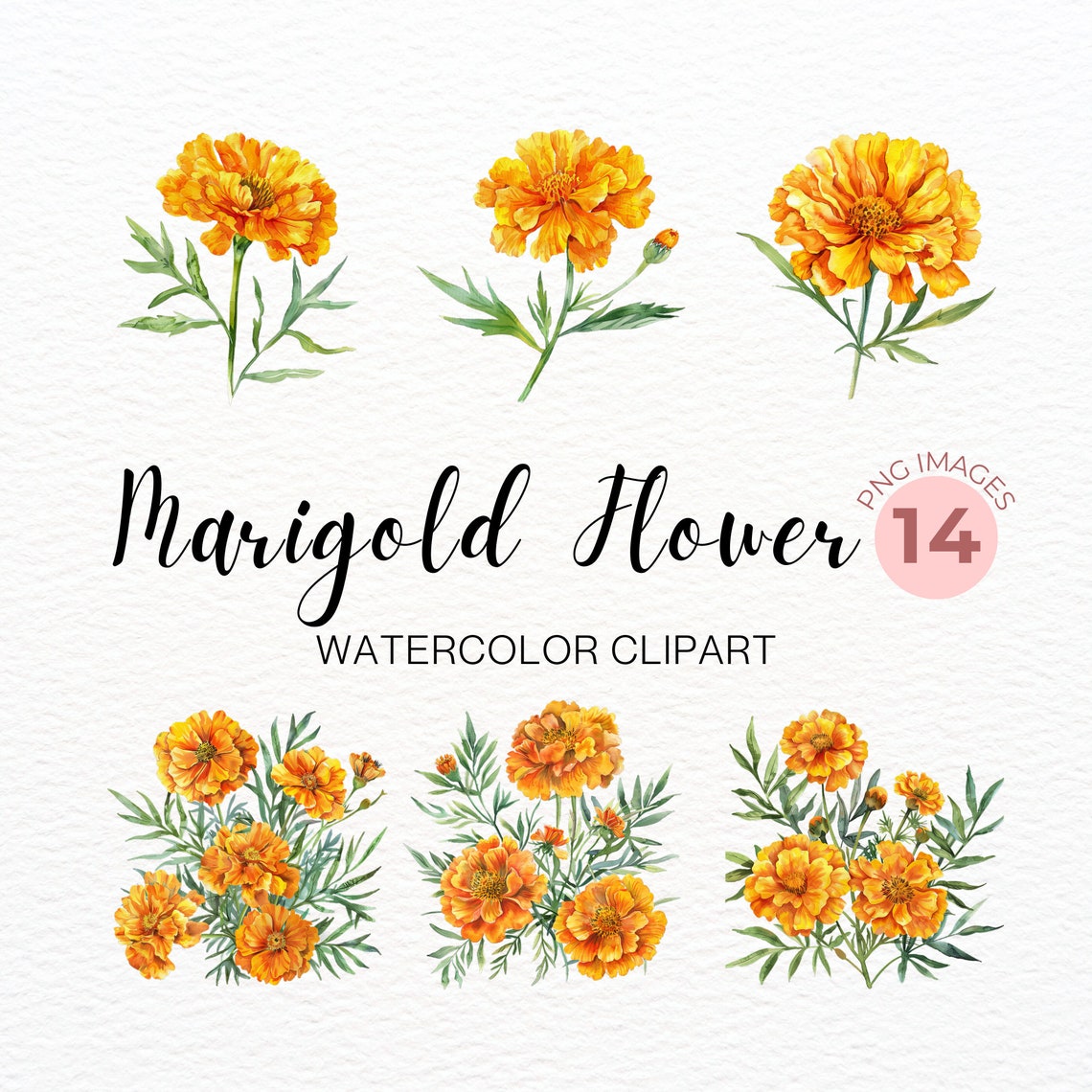 Marigold Flowers Clipart, Marigold Flower Mold, Printable Watercolor Clipart, High Quality Jpgs ...