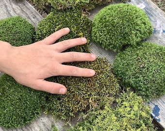 Fairy garden collection- 4 different types of moss- 8 pieces total! LIVE, organic-Arkansas forest Moss! Air DRIED and ready for your craft
