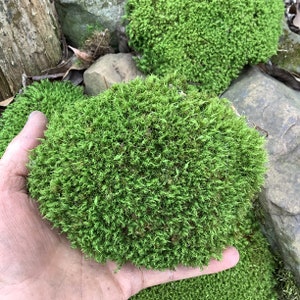 May include: A close-up of a hand holding a clump of vibrant green moss. The moss is soft and fluffy, with a dense texture.