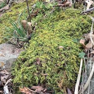 One Sq. Ft. of LIVE- air dried Sheet Moss-organically harvested-Arkansas, forest Moss! All natural & ready to use for your craft or garden
