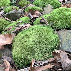 May include: Close-up of a patch of vibrant green moss growing on the forest floor. The moss is soft and fluffy, with a natural, organic texture.  Brown leaves and twigs are scattered around the moss.