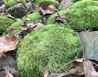 8 Sq. Ft. of LIVE- air dried Mood Moss, organically harvested-Arkansas forest Moss! All natural & ready to use for your craft or garden